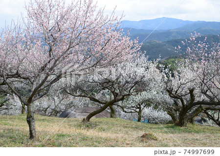 人吉梅園 74997699
