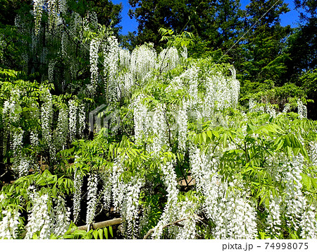万葉植物園の藤 74998075