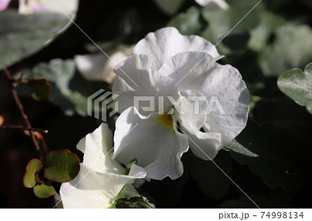 冬の花壇に咲くビオラの白い花の写真素材