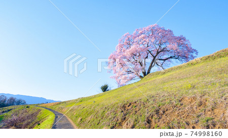 上の平の一本桜 上の平の一本桜 74998160