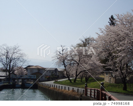 桜　満開　橋 74998168
