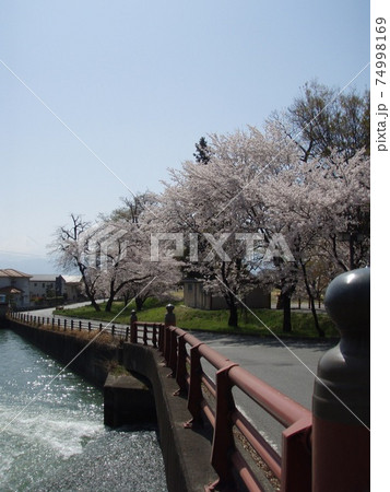 桜　満開　橋 74998169
