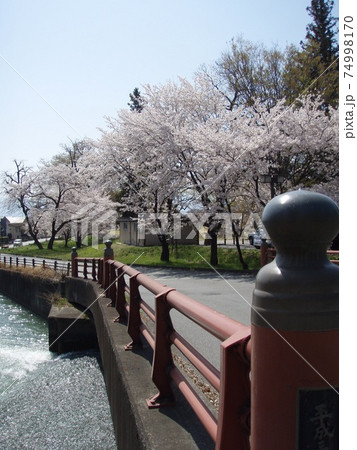 桜 満開 橋 桜 満開 橋 74998170