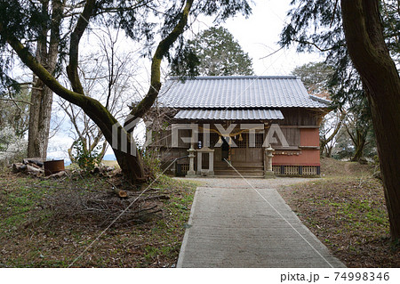 宮地嶽神社の梅花 宮地嶽神社の梅花 74998346