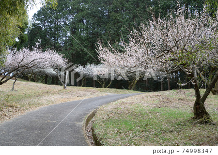 宮地嶽神社の梅花 宮地嶽神社の梅花 74998347