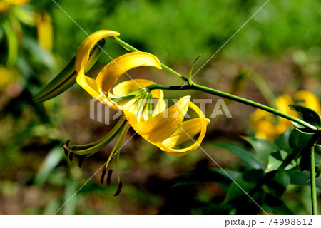 ユリ 清水の沢 74998612