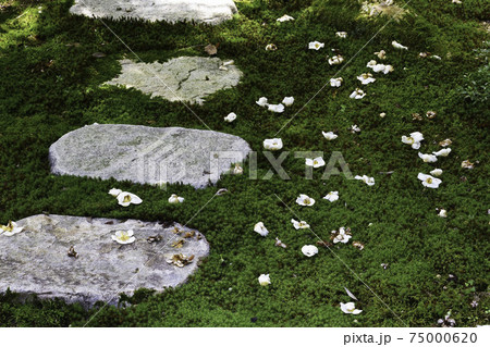 苔庭の沙羅 75000620