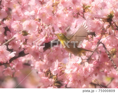 満開の河津桜とメジロ (33) 満開の河津桜とメジロ (33) 75000809