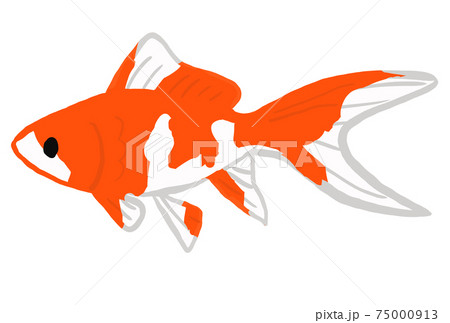 金魚のコメットのイラストのイラスト素材