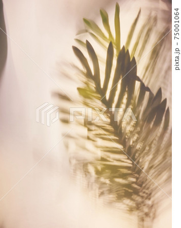 Palm leaf foliage Plant in glasshouse Nature art background 75001064