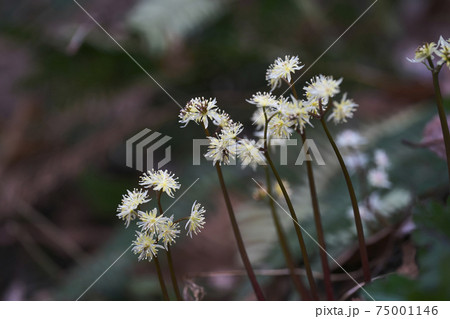 セリバオウレン 75001146