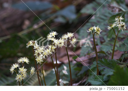 セリバオウレン 75001152