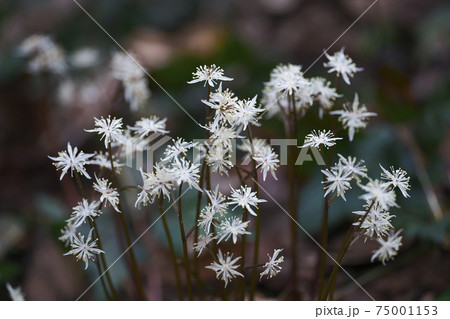 セリバオウレン 75001153