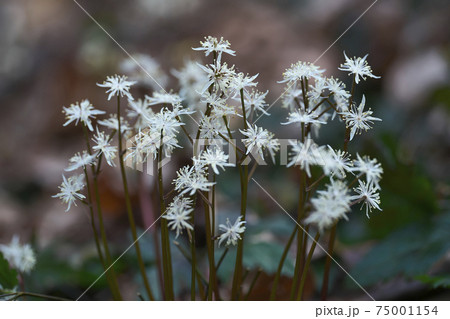 セリバオウレン 75001154