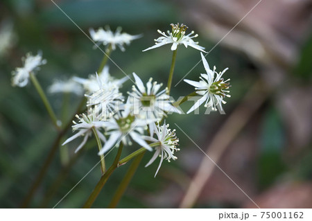 セリバオウレン 75001162