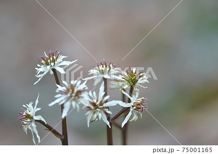 セリバオウレン 75001165