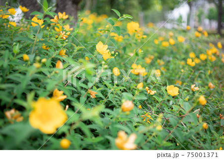 黄色く満開に咲く大輪金糸梅【初夏】 黄色く満開に咲く大輪金糸梅【初夏】 75001371