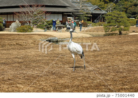 タンチョウヅルと岡山後楽園 タンチョウヅルと岡山後楽園 75001440