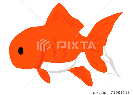 オランダ獅子頭の金魚のイラスト オランダ獅子頭の金魚のイラスト 75001518