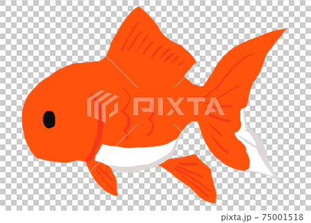 オランダ獅子頭の金魚のイラスト オランダ獅子頭の金魚のイラスト 75001518