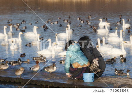 安曇野白鳥湖で白鳥に給餌する親子 安曇野白鳥湖で白鳥に給餌する親子 75001848
