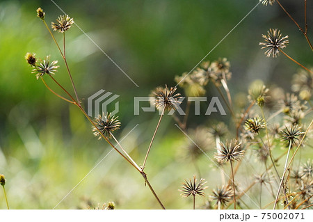 チクチク痛い花の種のくっつき虫 どろぼう等呼ばれるセンダン草の種の写真素材