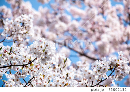 風景素材 晴れた日の美しい桜の花の写真素材