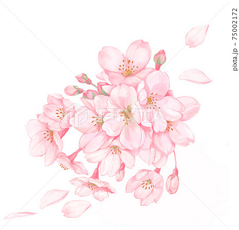 桜の花と花びら 水彩風のイラスト素材