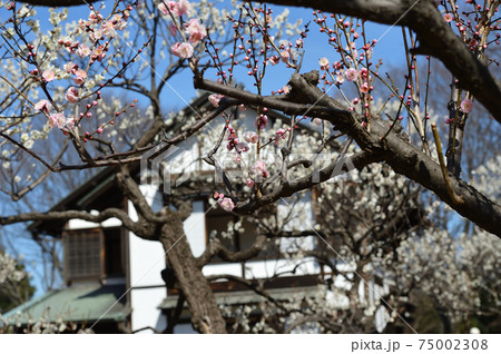 府中市郷土の森博物館 梅 青空 府中市郷土の森博物館 梅 青空 75002308
