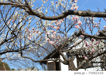 府中市郷土の森博物館 梅 青空 府中市郷土の森博物館 梅 青空 75002310