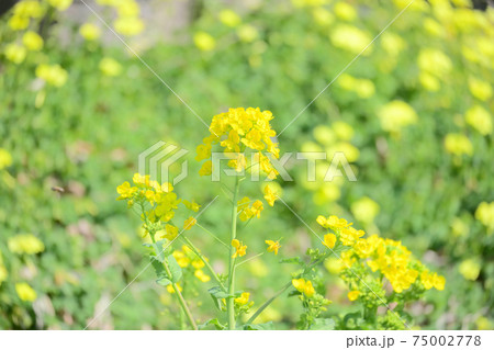 菜の花 公園 菜の花 公園 75002778