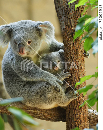 コアラ コアラ 75002918