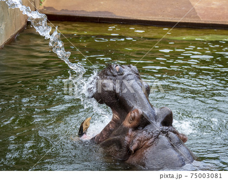 カバの画像素材 ピクスタ カバの画像素材 ピクスタ