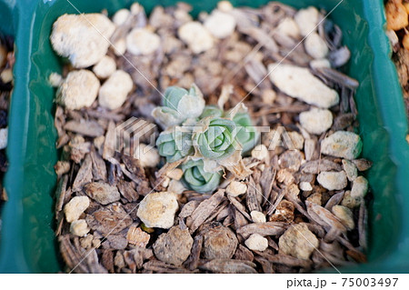 多肉植物 寒さを耐えるピーチパーフェクトの写真素材