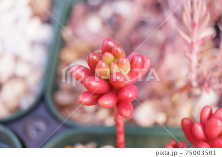 多肉植物 寒さを耐える虹の玉の写真素材