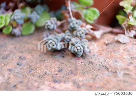 多肉植物 寒さを耐えるダシフィルムの写真素材