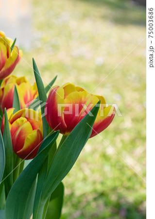 花 フラワー お花 75003686