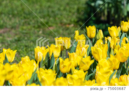 花 フラワー お花 75003687
