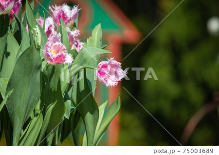 花 フラワー お花 75003689