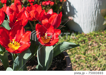 花 フラワー お花 75003693