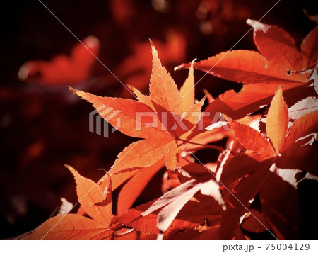 紅葉 75004129