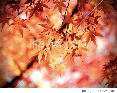 紅葉 紅葉 75004130