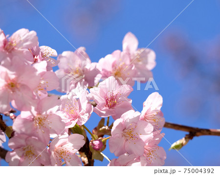 Sakura flower - Stock Photo [75004392] - PIXTA