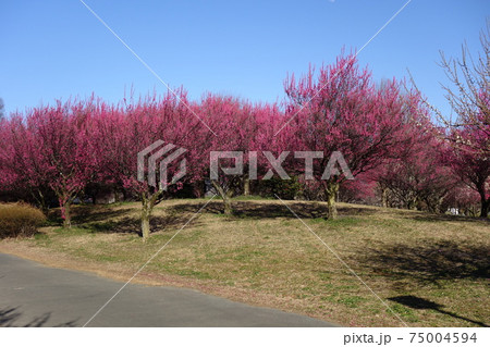 本庄総合公園の梅 75004594