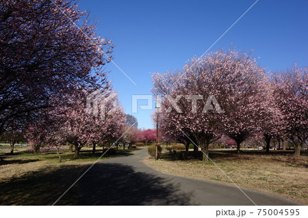 本庄総合公園の梅 本庄総合公園の梅 75004595