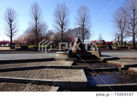 本庄総合公園の梅 75004597