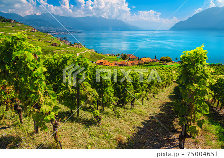 Terraced vineyards in Lavaux region near Chexbres village, Vaud, Switzerland Terraced vineyards in Lavaux region near Chexbres village, Vaud, Switzerland 75004651