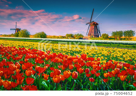 Old windmills and colorful tulip fields at sunset, Kinderdijk, Netherlands Old windmills and colorful tulip fields at sunset, Kinderdijk, Netherlands 75004652