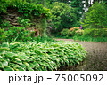 Beautiful view of green trees with ivy tiny leaves Wojslawice, Poland 75005092