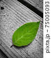 Top view of a green leaf on a gray background - loneliness concept 75005093